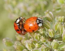 27 Marienkaefer-Paarung